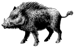 Stachelschwein
