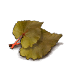 Gulmondblatt ~ Golmoon Leaf ~ Гульмонд/Желтолунник
