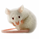 Weiße Maus