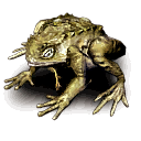 Kröte Danos ~ Danos the Toad ~ Данос